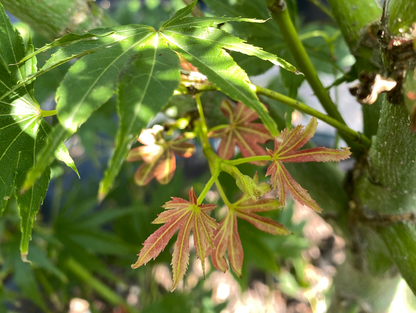 Acer palmatum 'Murasaki'