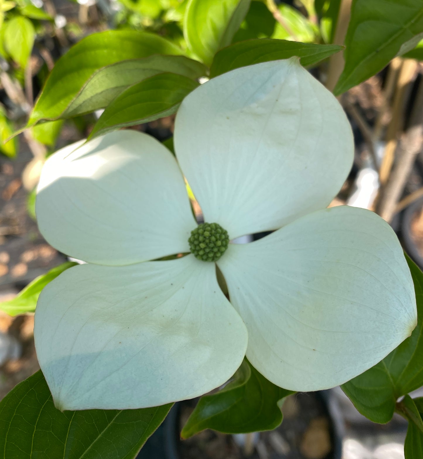 Cornus kousa x nuttali 'Venus'