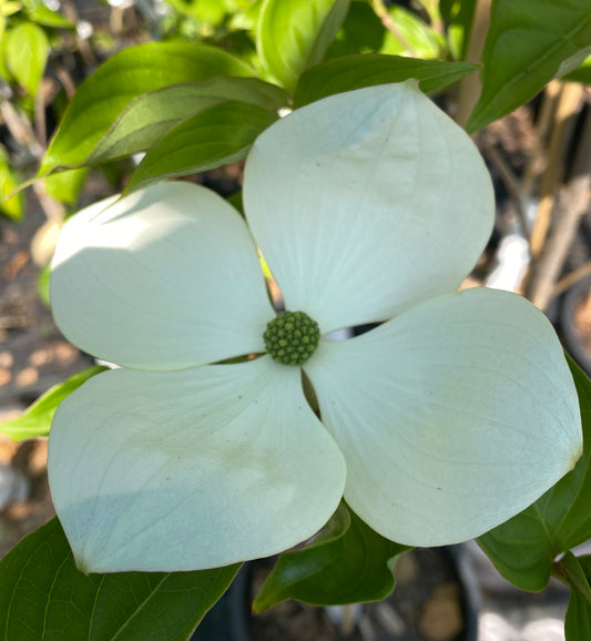 Cornus kousa x nuttali 'Venus'