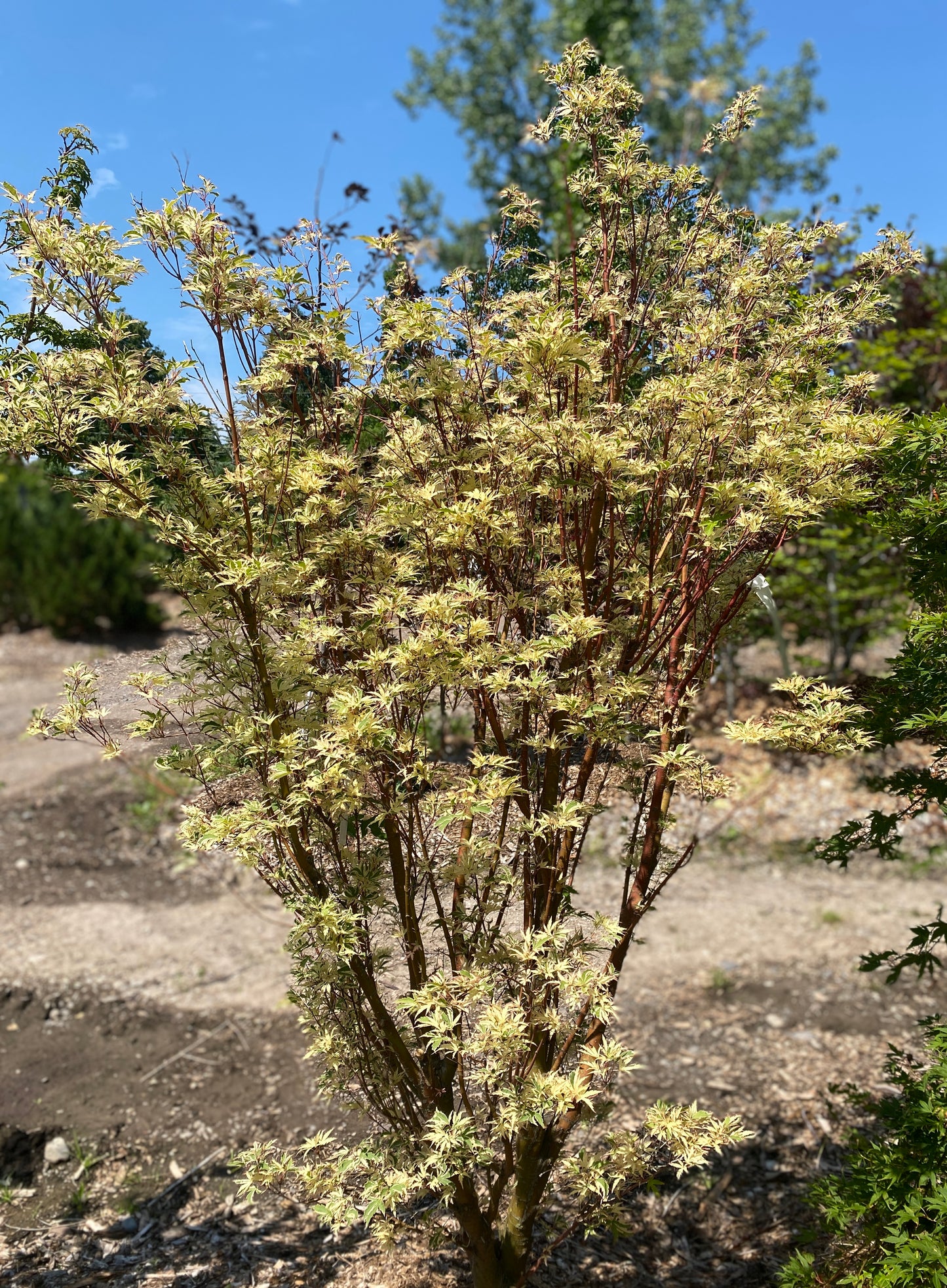 Acer palmatum 'Butterfly'