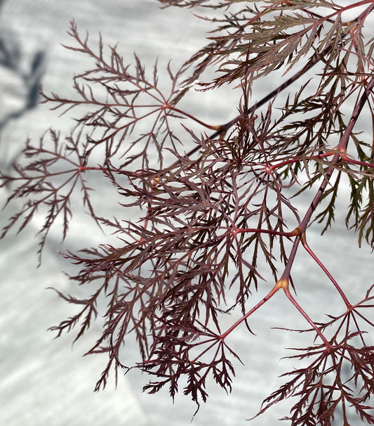Acer palmatum dissectum 'Red Filigree Lace'