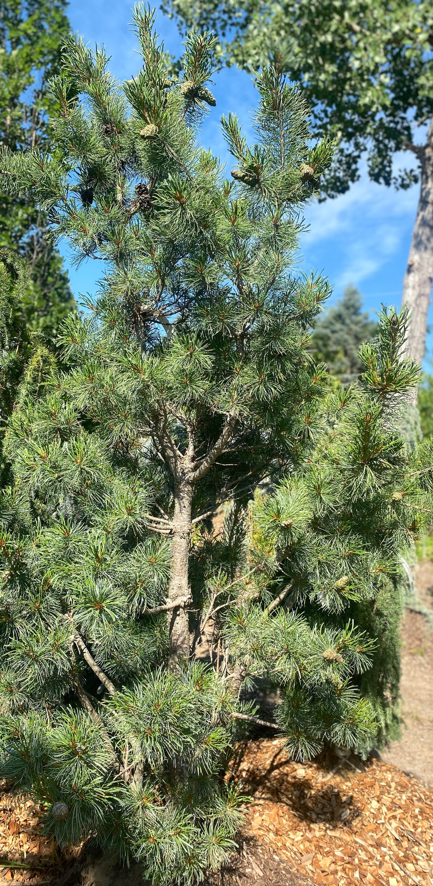 Pinus parviflora 'Blue Angel'