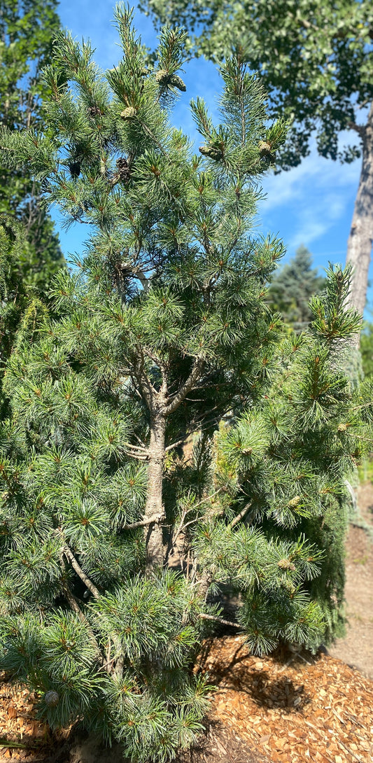 Pinus parviflora 'Blue Angel'