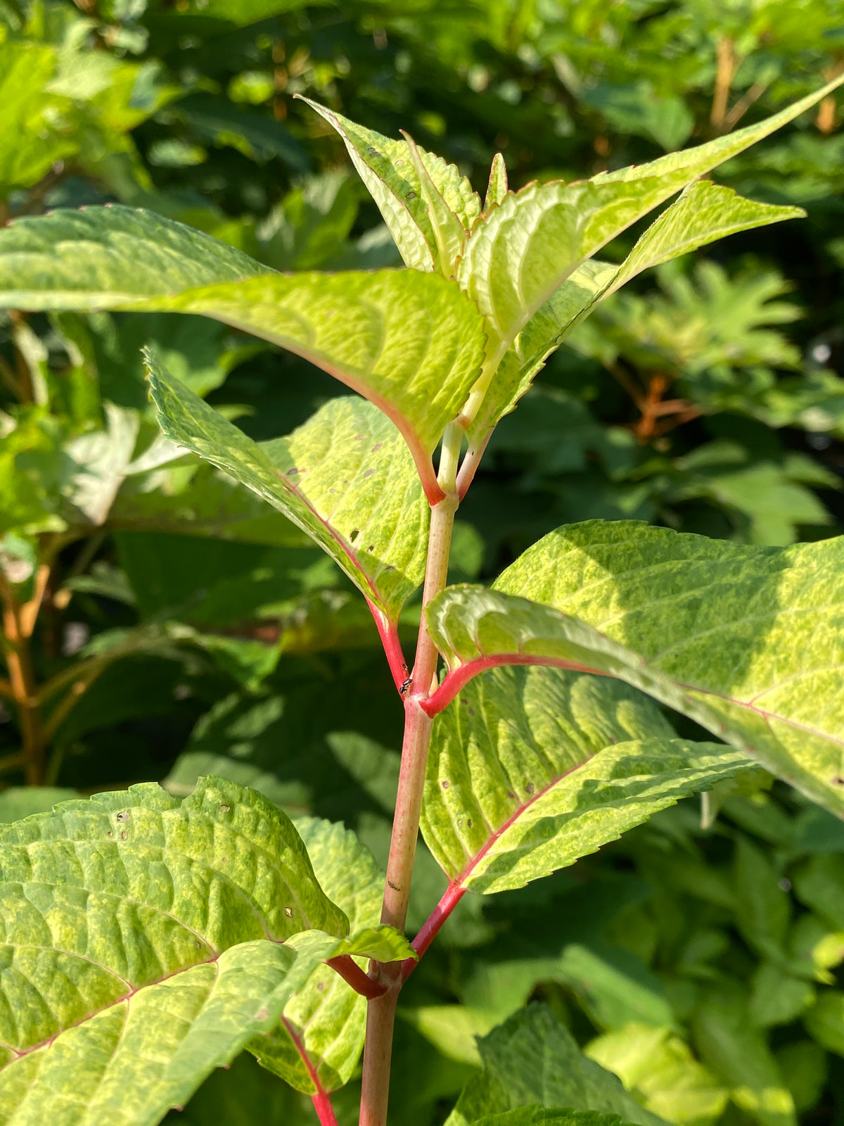 Hydrangea serrata 'O Amacha nishiki'
