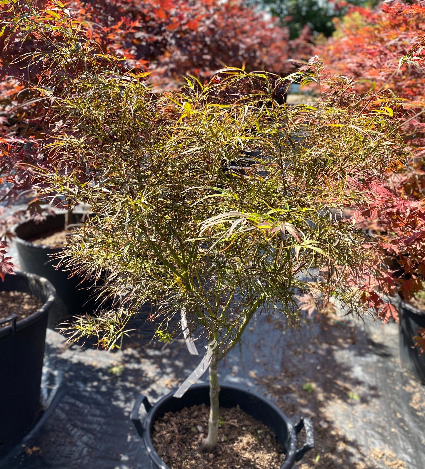 Acer palmatum 'Red Pygmy'