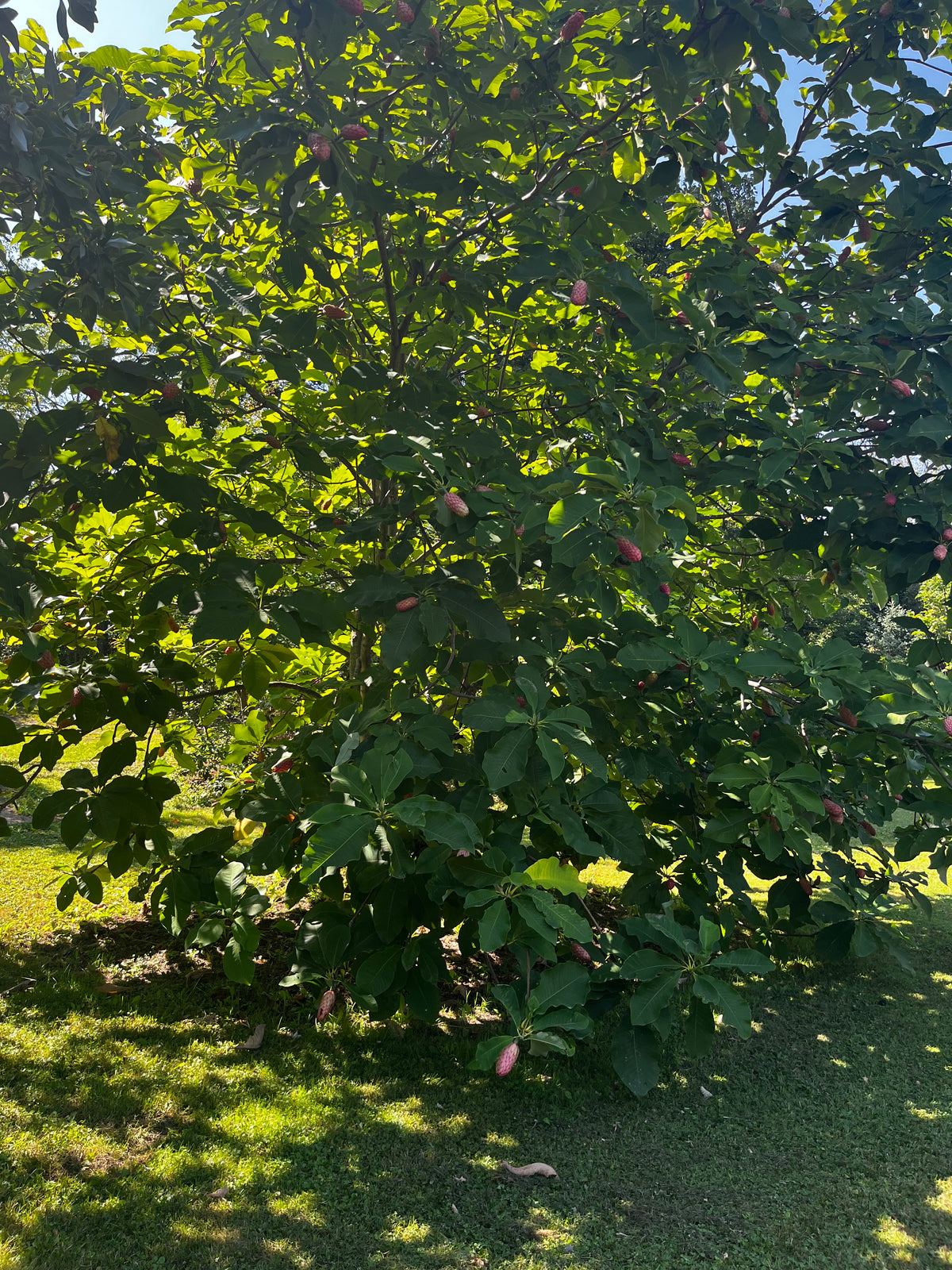 Magnolia tripetala