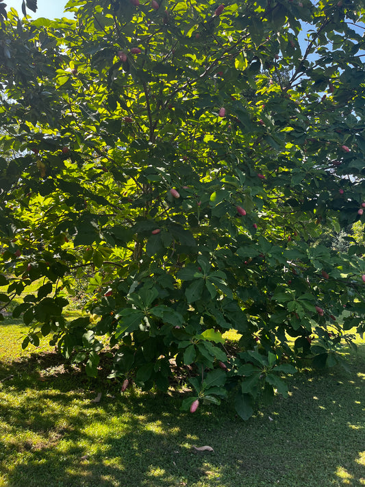 Magnolia tripetala