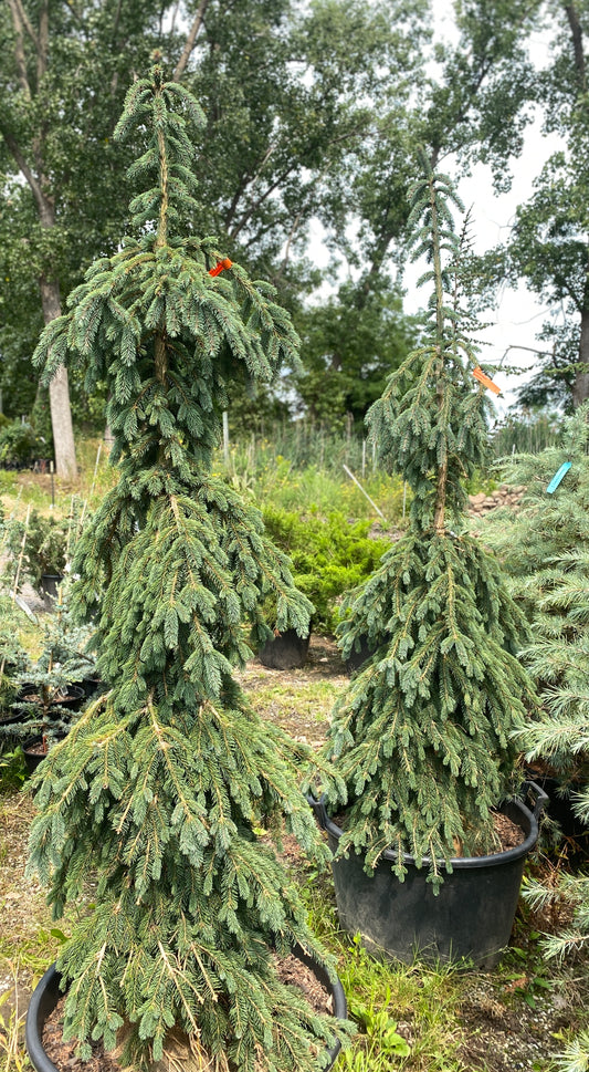 Picea glauca 'Pendula'