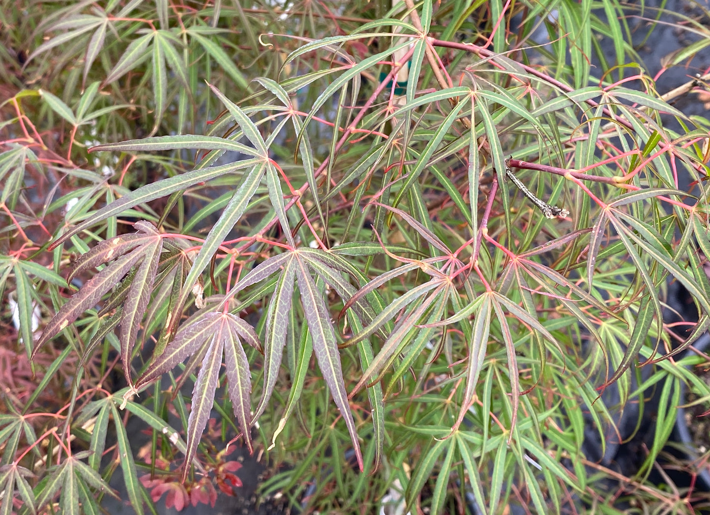 Acer palmatum 'Atrolineare'