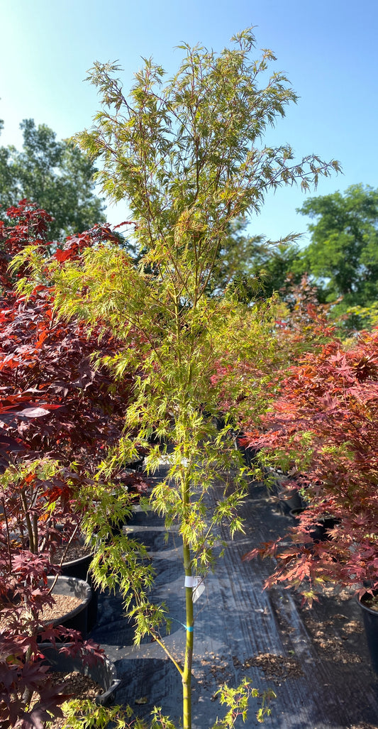 Acer palmatum dissectum 'Seiryu'