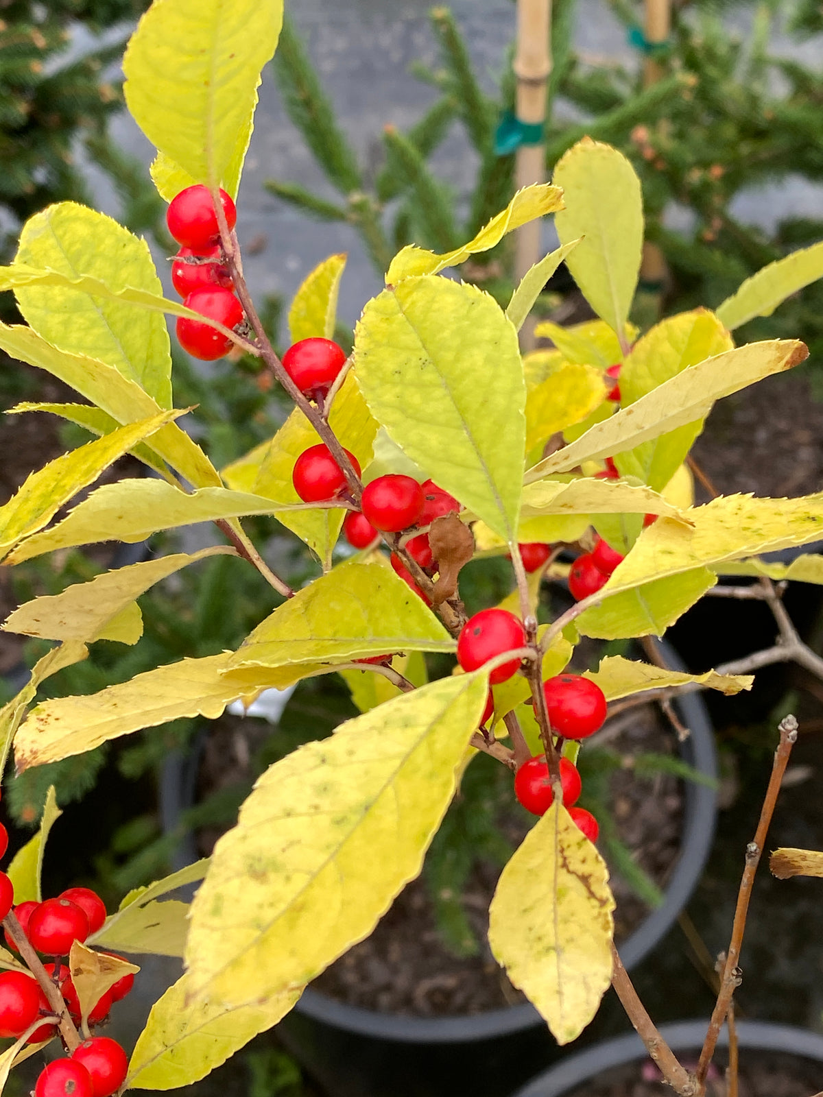 Ilex verticillata 'Little Goblin Red'