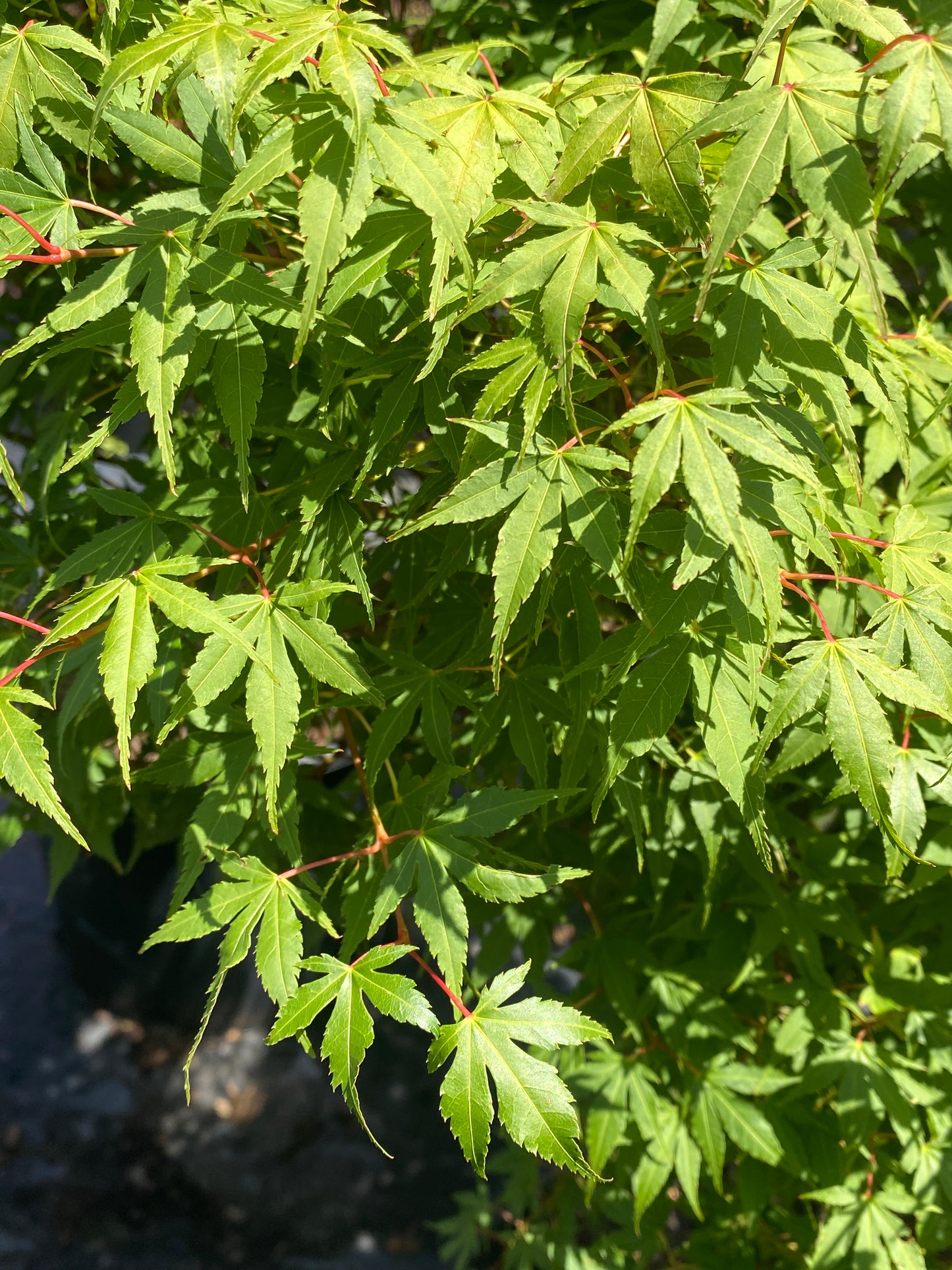 Acer palmatum 'Orange Dream'