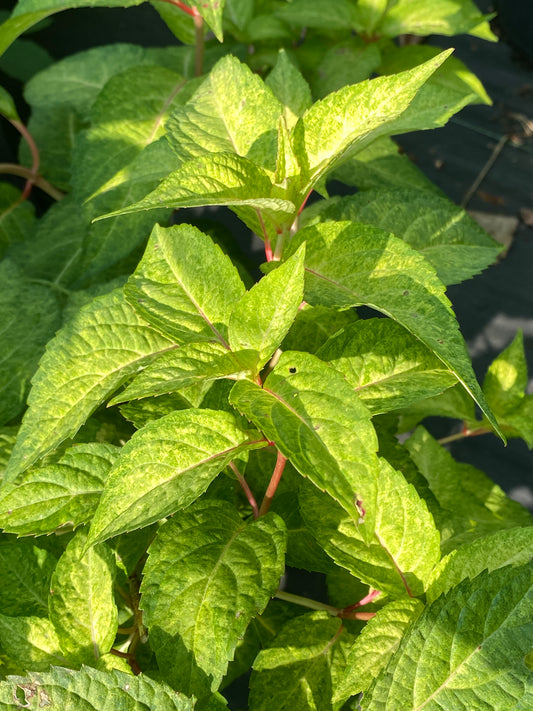 Hydrangea serrata 'O Amacha nishiki'