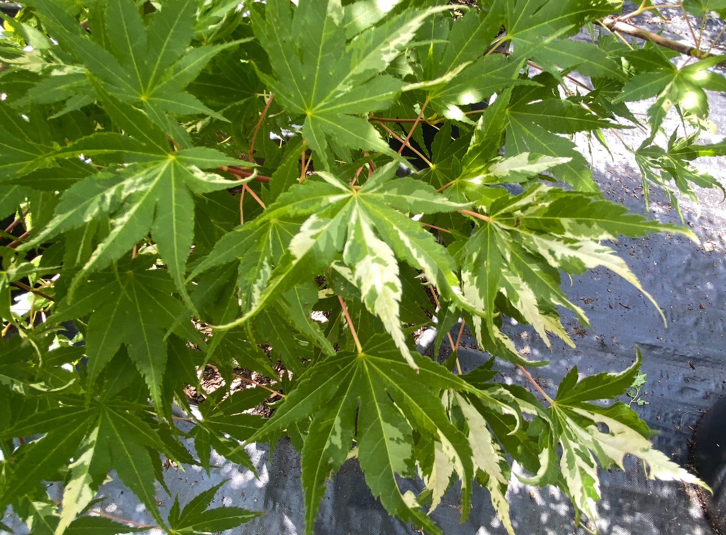 Acer palmatum 'Asahi Zuru'