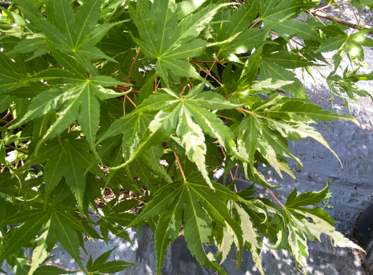 Acer palmatum 'Asahi Zuru'