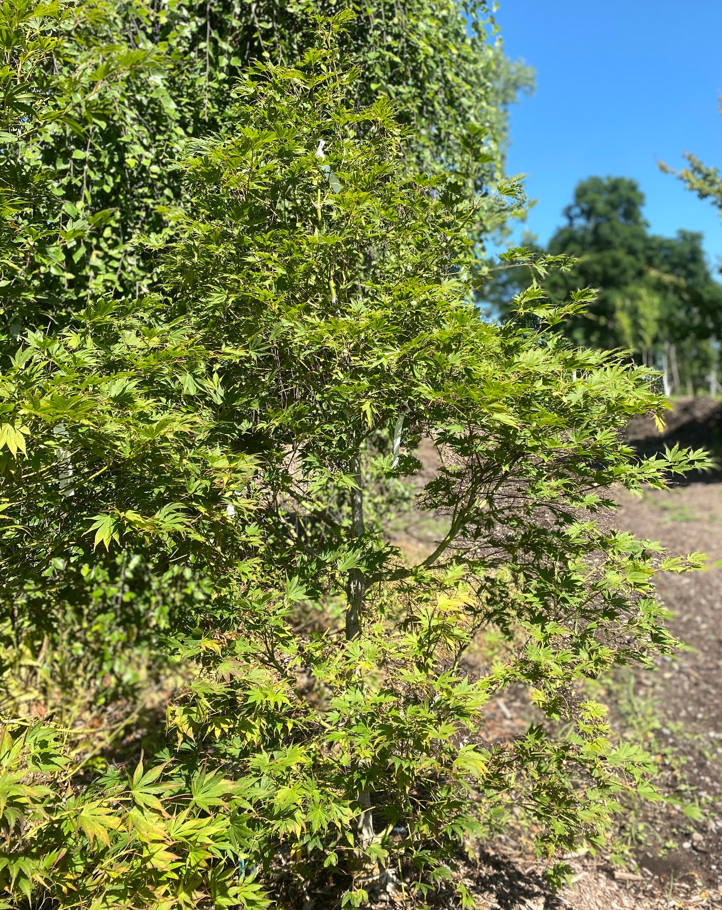 Acer palmatum 'Mirte'