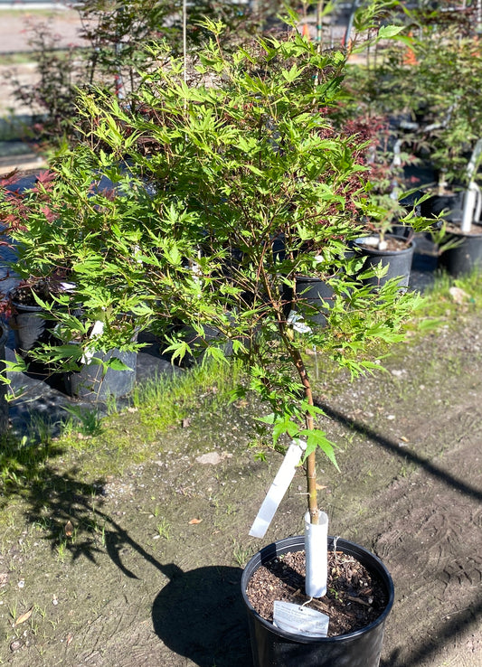 Acer palmatum 'Dr. Seuss'