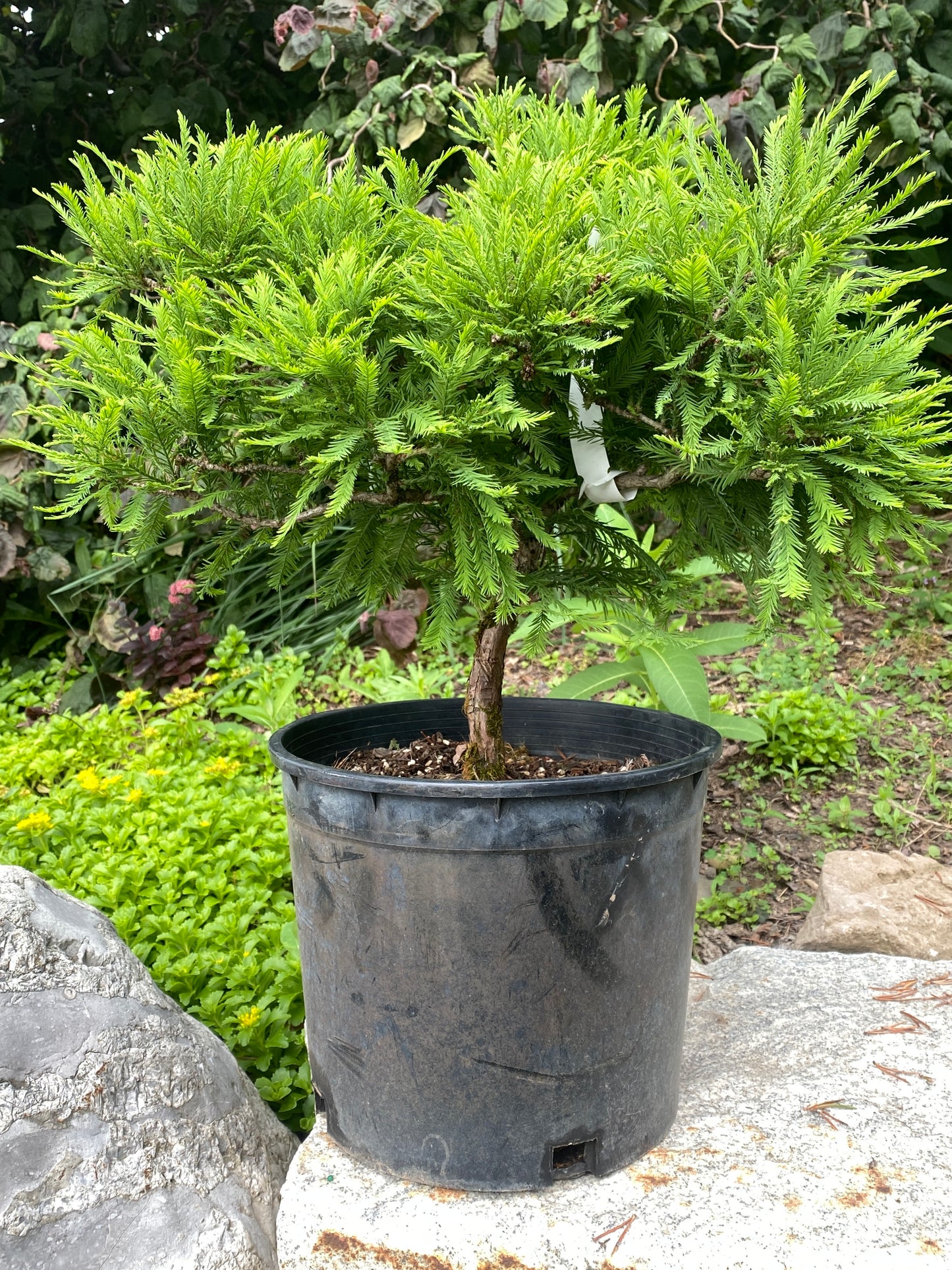 Taxodium distichum 'Cave Hill'