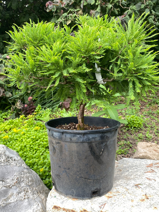 Taxodium distichum 'Cave Hill'