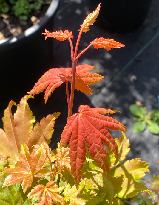 Acer shirasawanum 'Blue Moon'