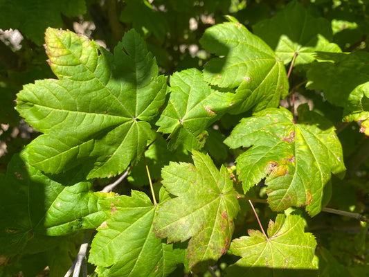 Acer circinatum 'Pinky'