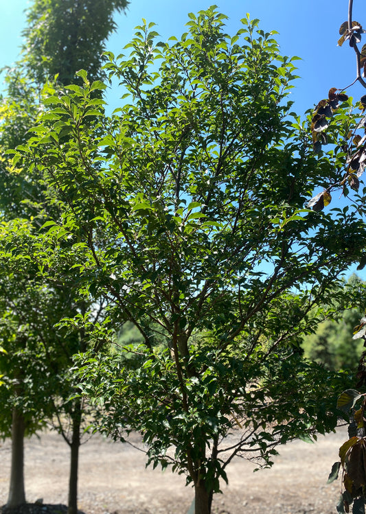Styrax japonicus 'Snowcone'