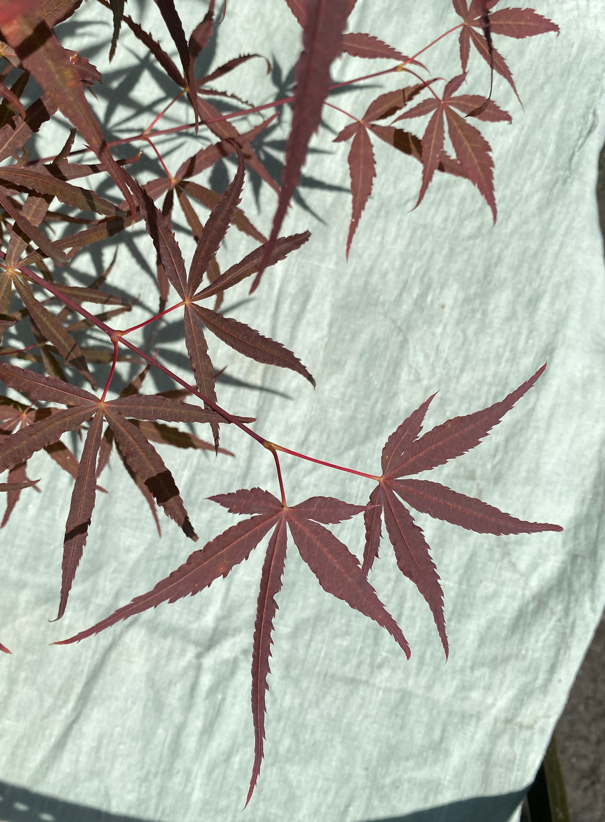 Acer palmatum 'Hubb's Red Willow'