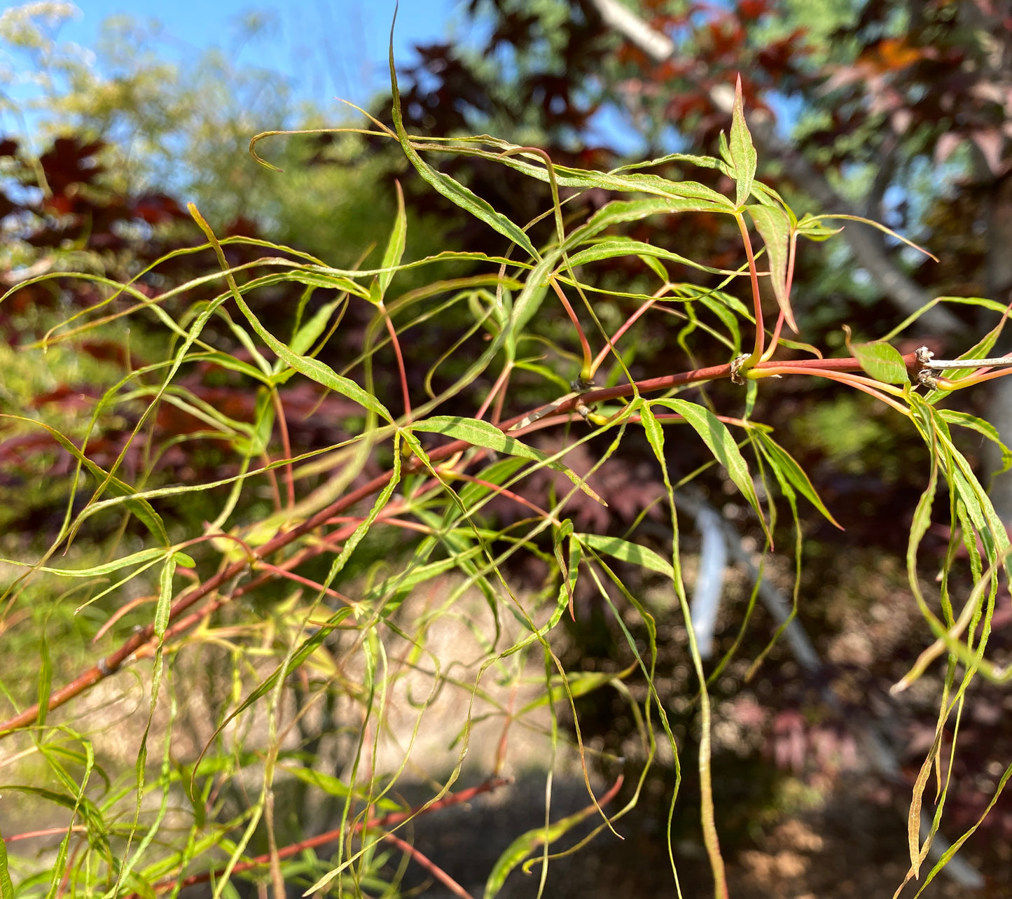 Acer palmatum 'Kinshi'
