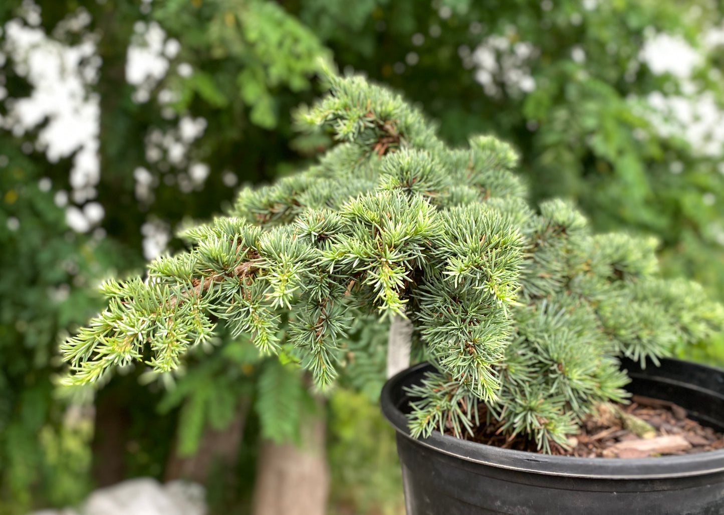 Cedrus atlantica 'Hillier's HB'