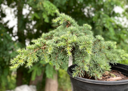Cedrus atlantica 'Hillier's HB'