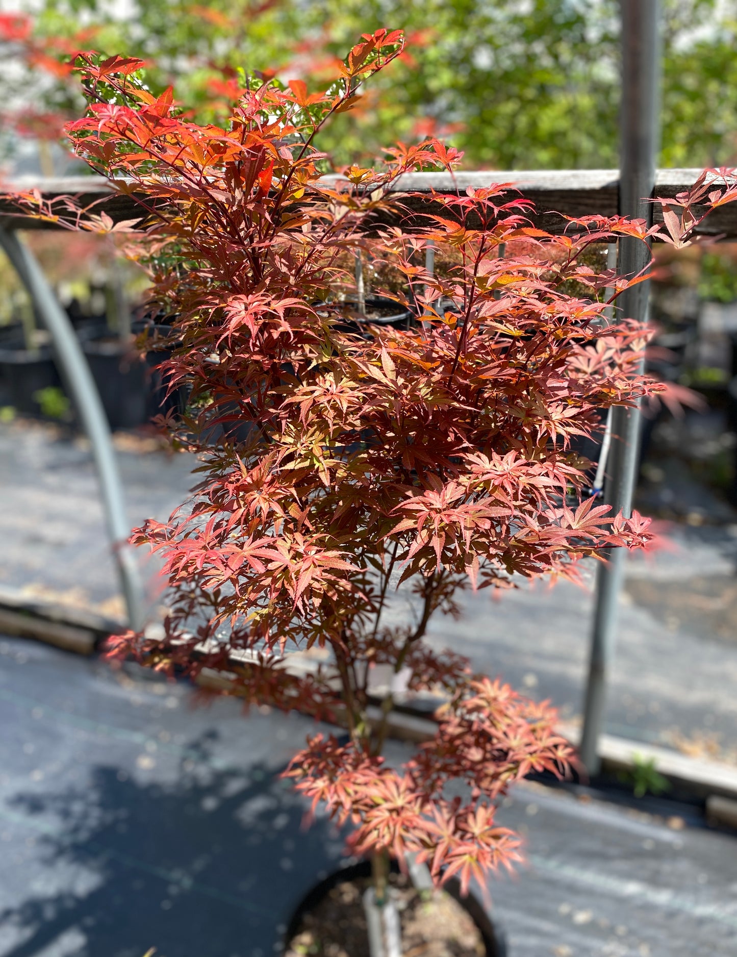 Acer palmatum 'Skeeter's Broom'