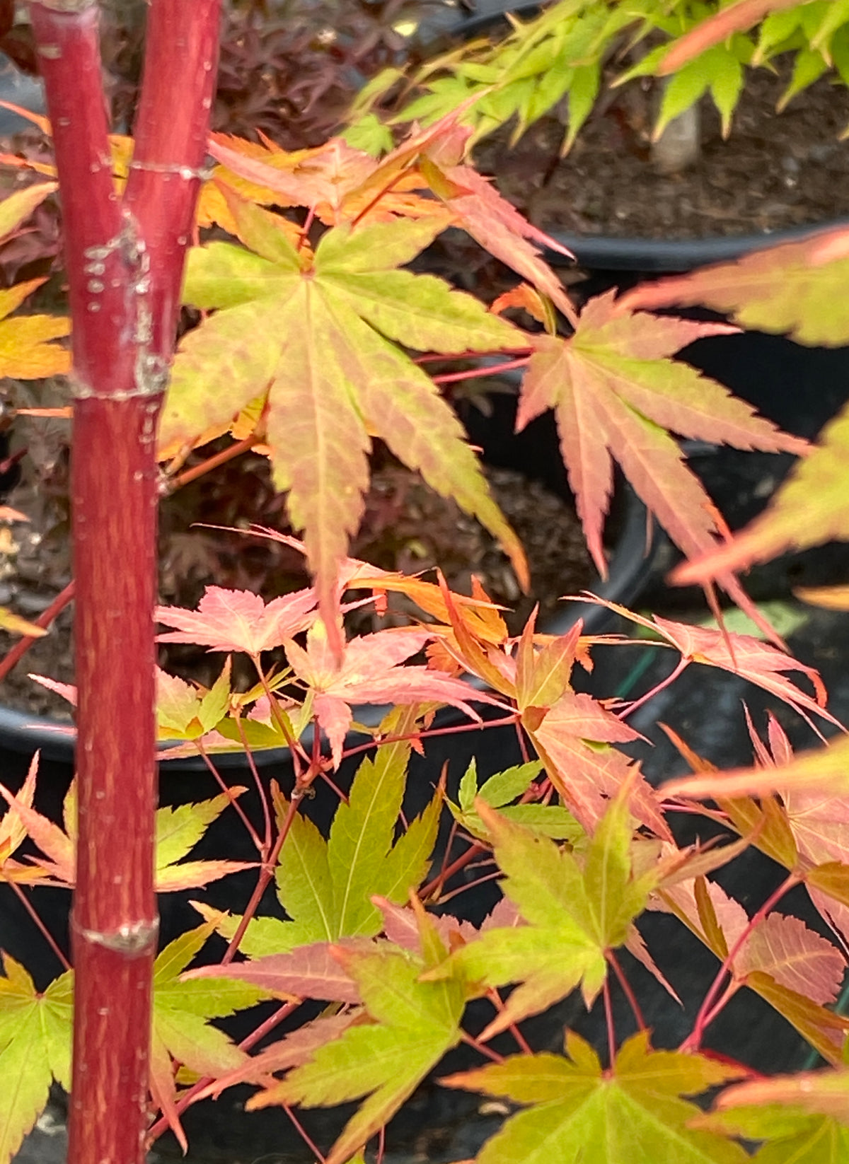 Acer palmatum 'Sango kaku'