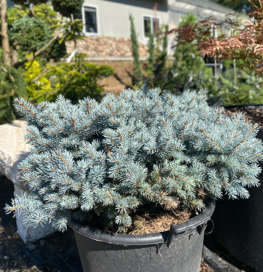 Picea pungens 'Montgomery'