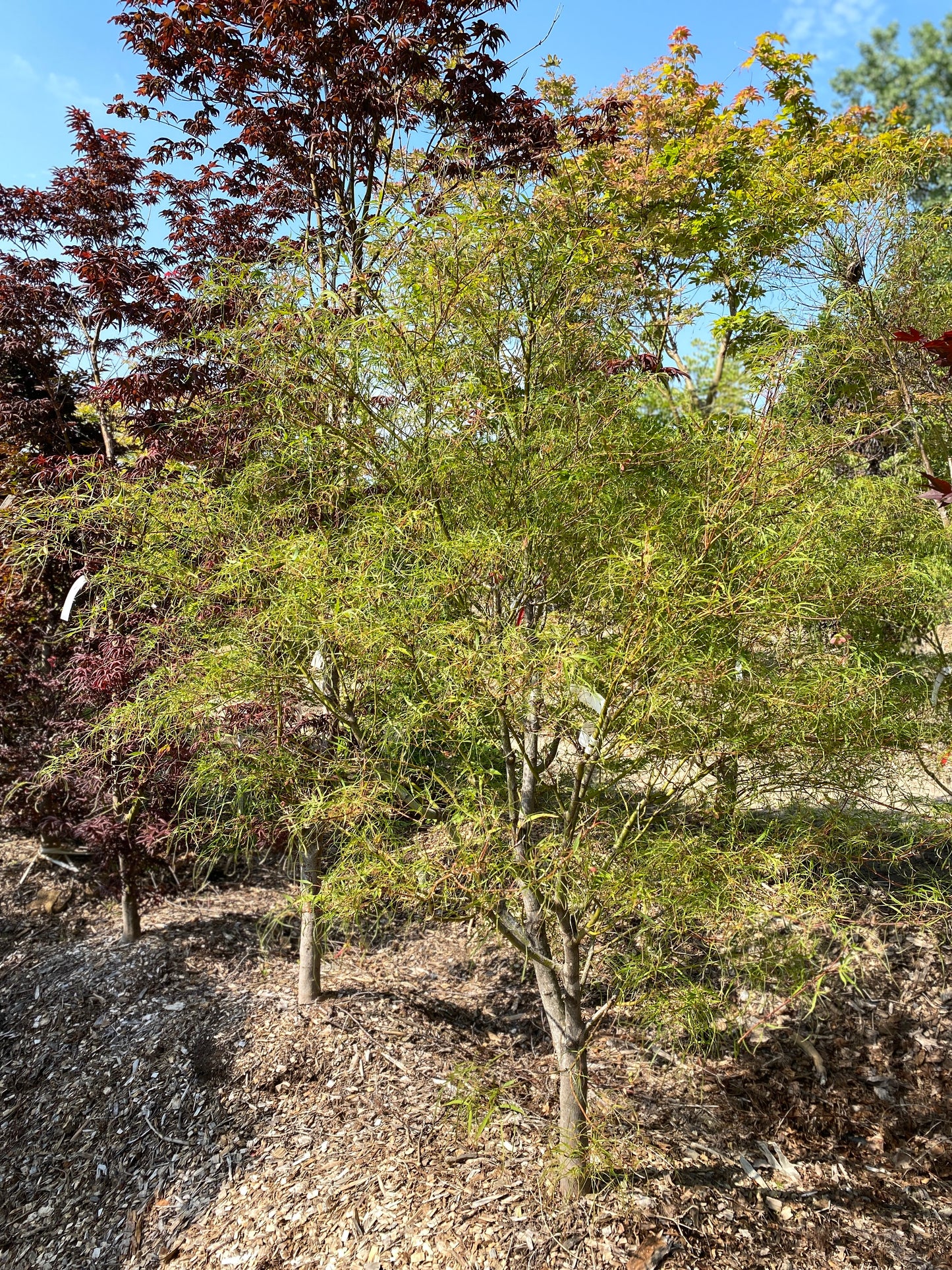Acer palmatum 'Kinshi'