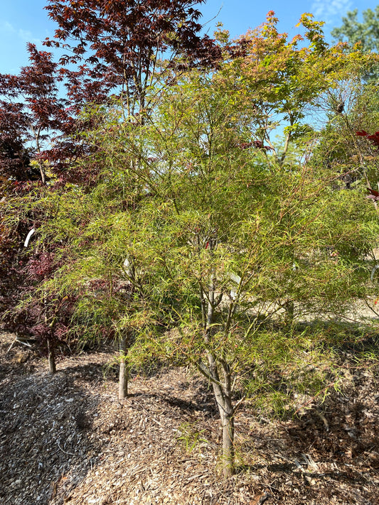 Acer palmatum 'Kinshi'