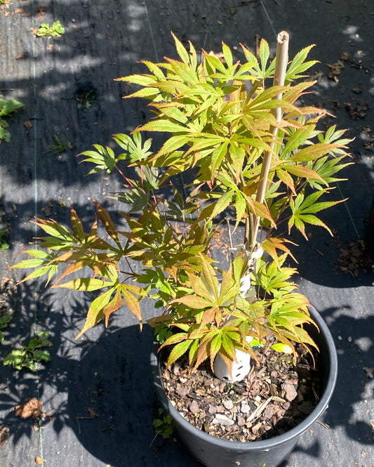 Acer shirasawanum 'Mikado'