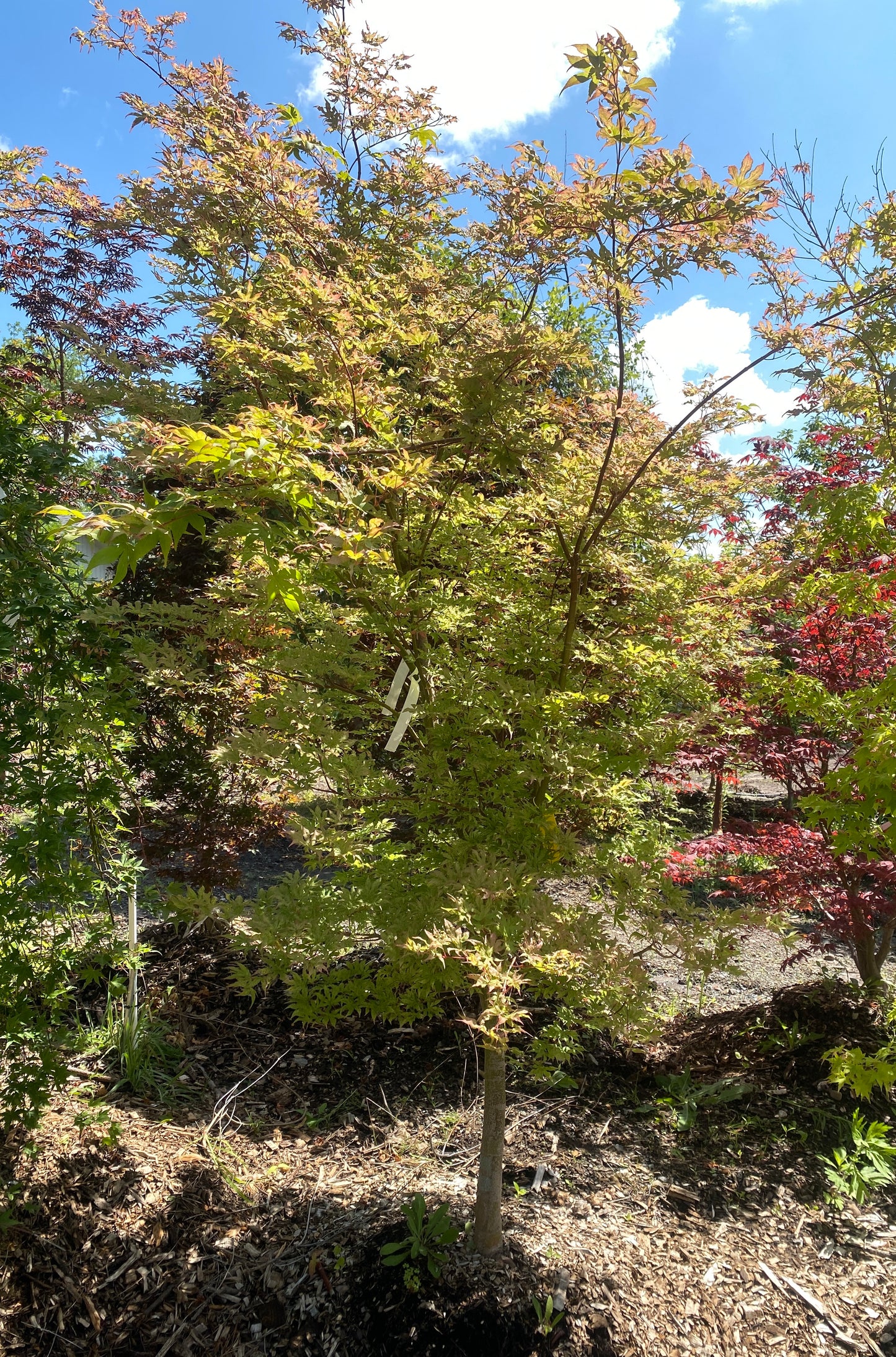 Acer palmatum 'Ukigumo'