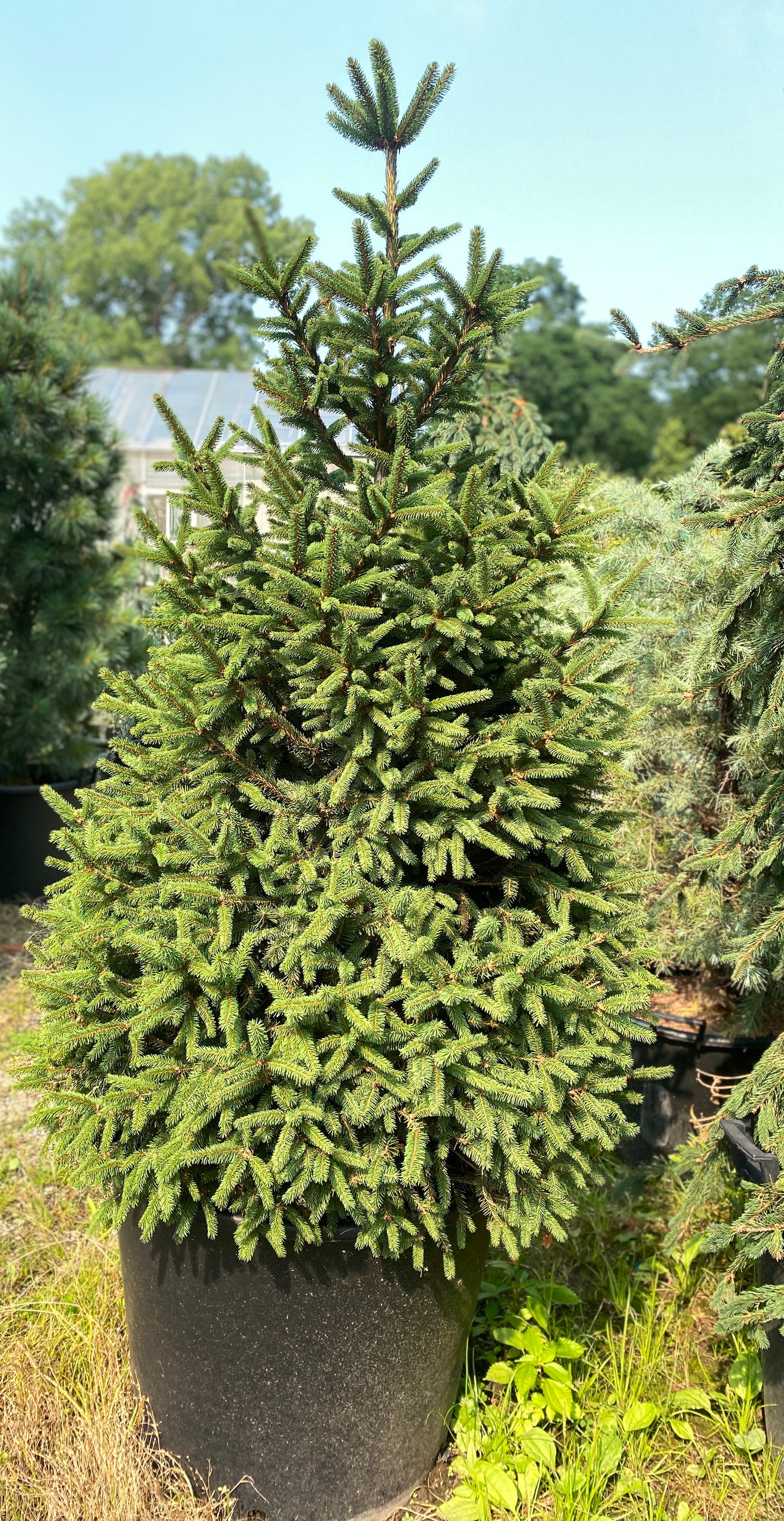 Picea abies 'Clanbrassiliana Stricta'