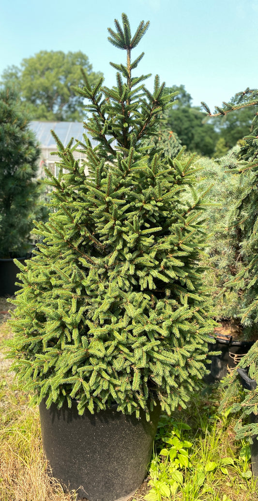 Picea abies 'Clanbrassiliana Stricta'