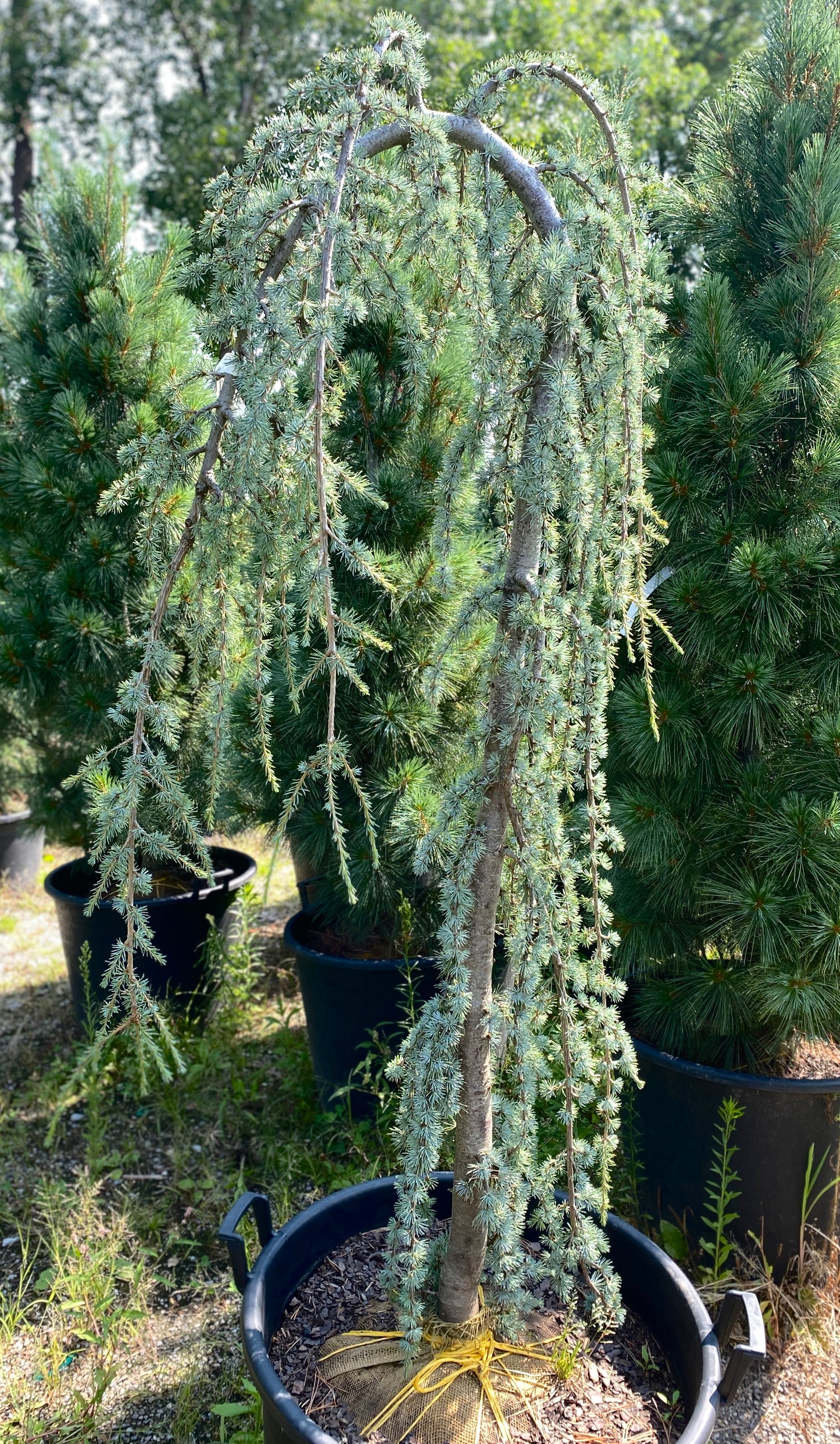 Cedrus atlantica 'Glauca Pendula'