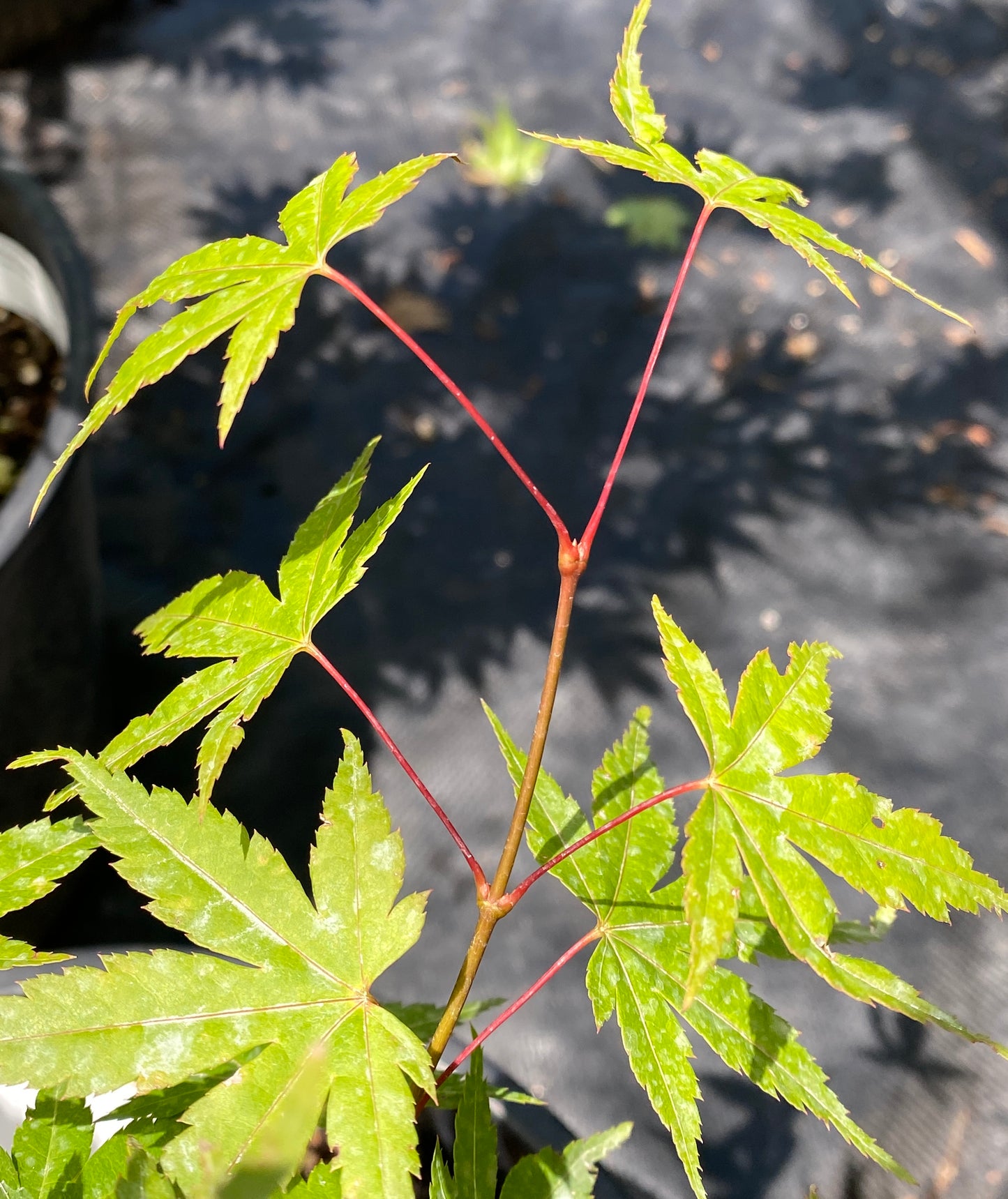 Acer palmatum 'Coral Magic'