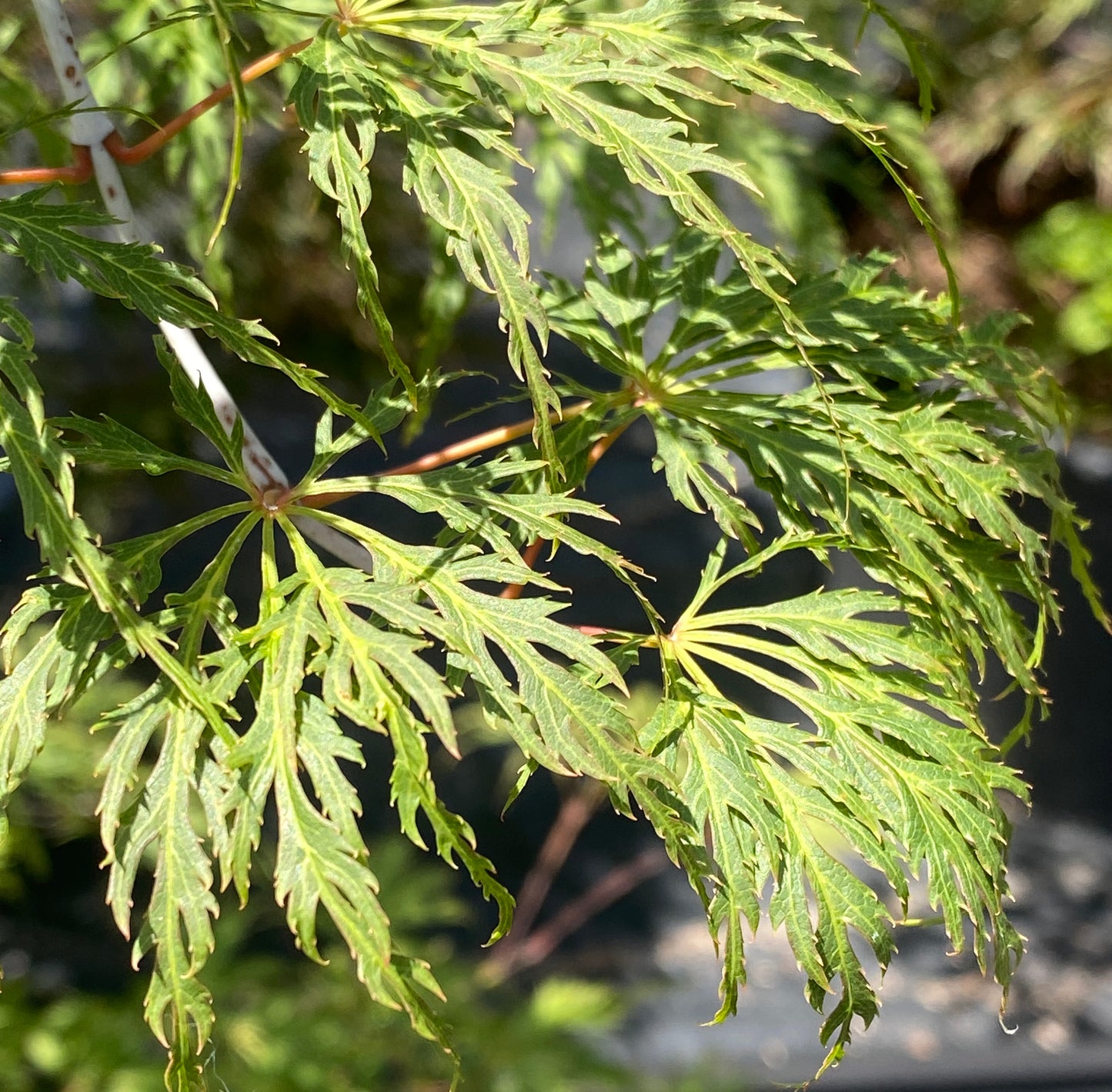 Acer x pseudosieboldianum 'Wabi sabi'