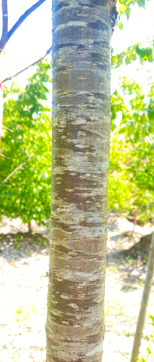 Syringa reticulata 'Ivory Silk'