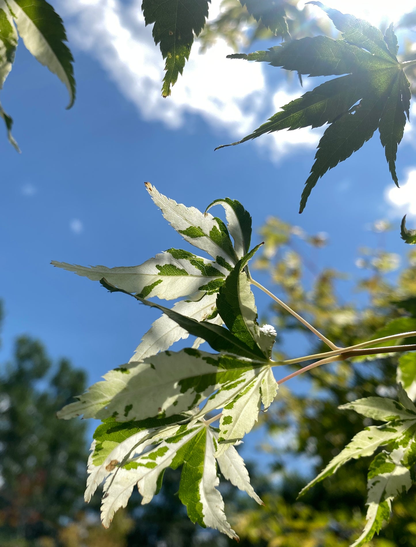 Acer palmatum 'Asahi Zuru'