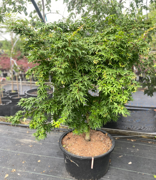 Acer palmatum 'Seiun kaku'