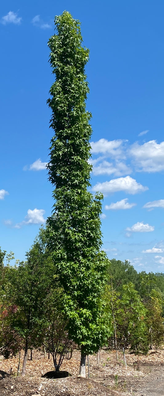 Liquidambar styraciflua 'Slender Silhouette'