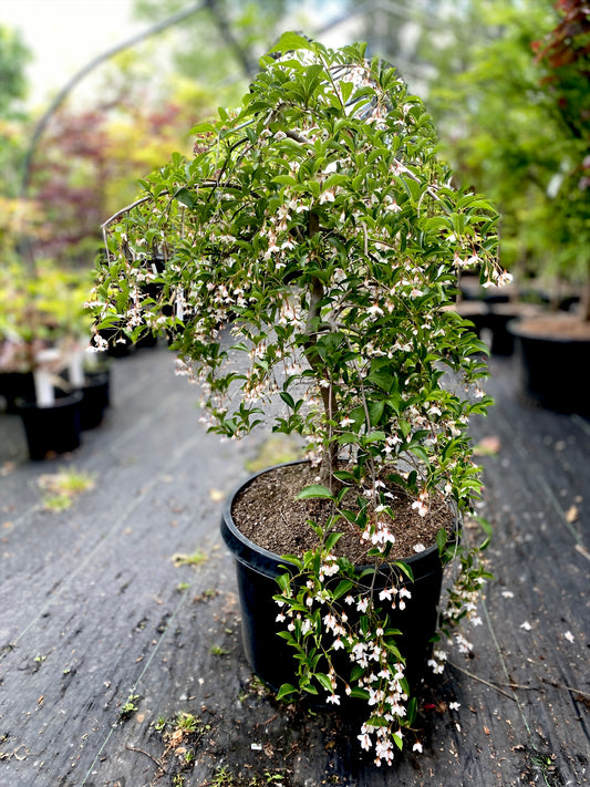 Styrax japonicus 'Momo shidare'