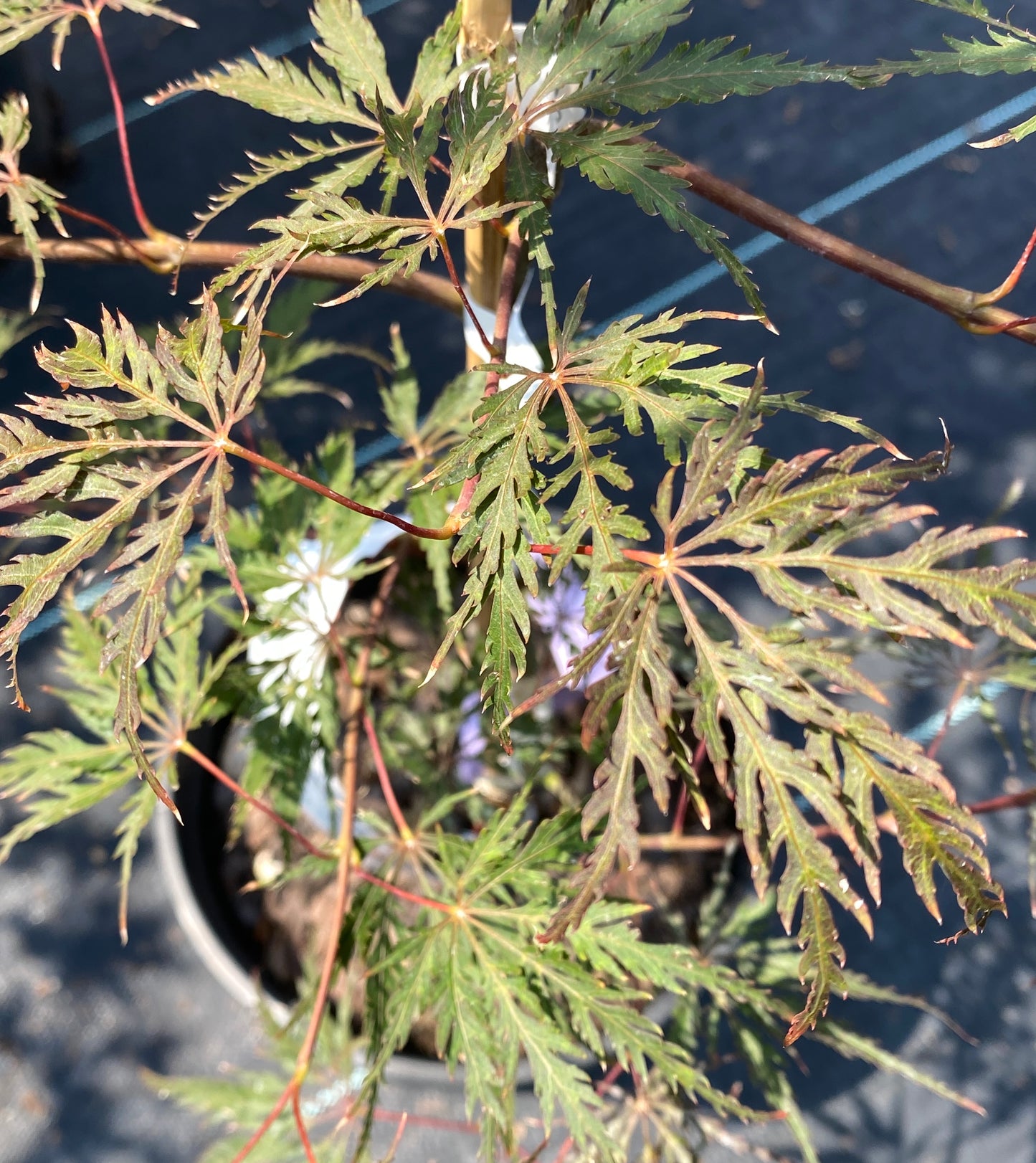 Acer palmatum dissectum 'Zoey Ray'
