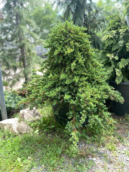 Juniperus conferta 'Blue Lagoon'