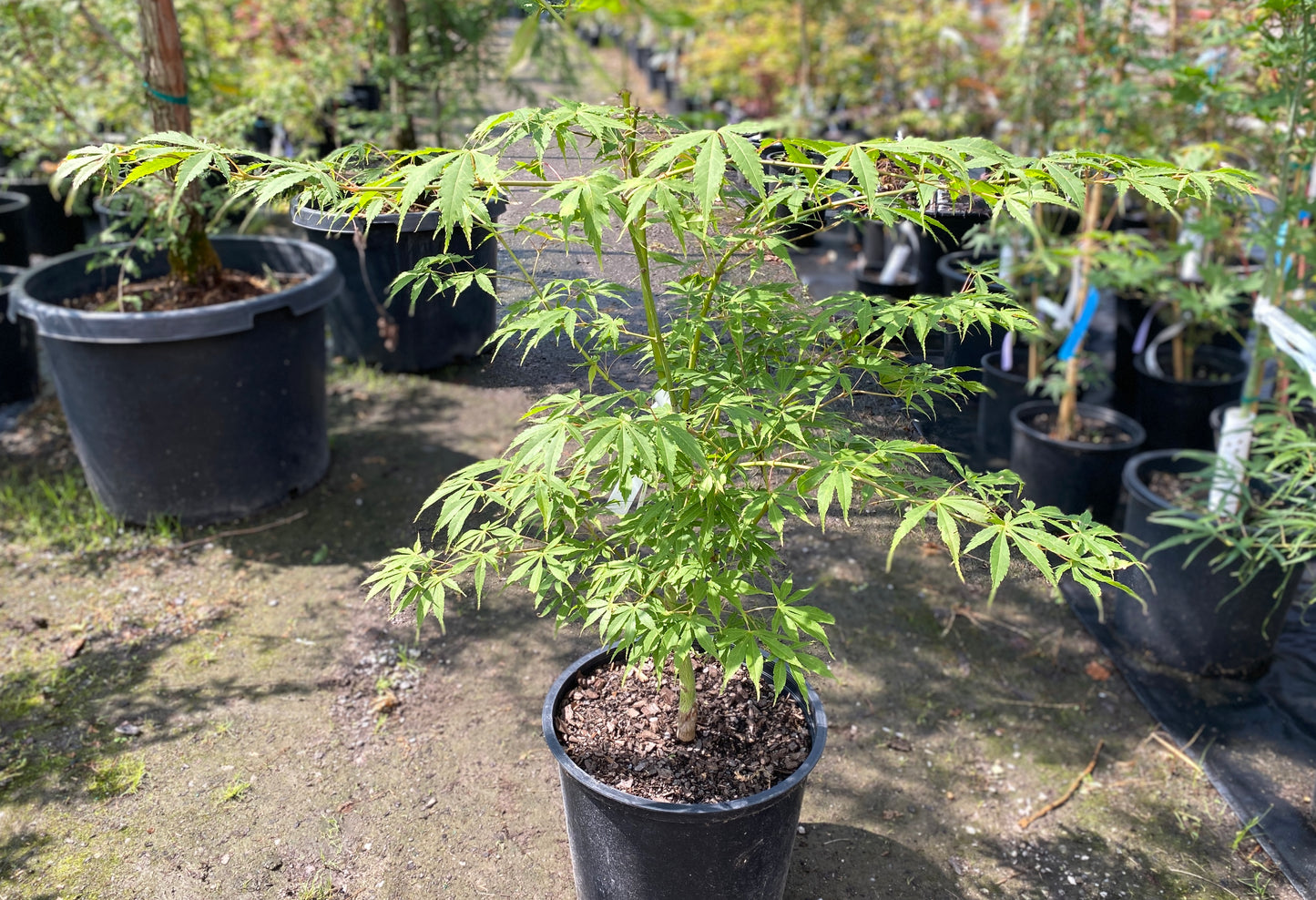 Acer palmatum 'Winter Gold'
